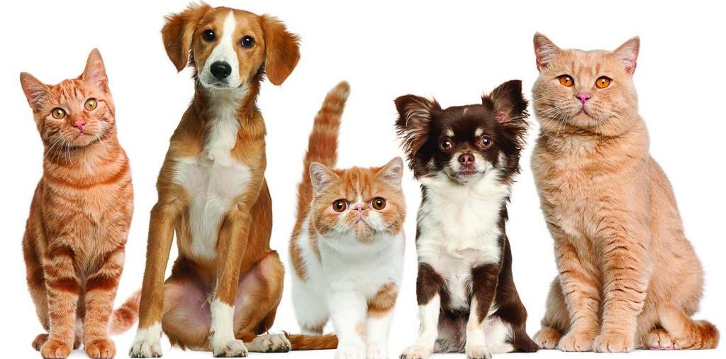 Доска объявлений о животных | ЗооТом - продажа, вязка и услуги для животных в Курганинске