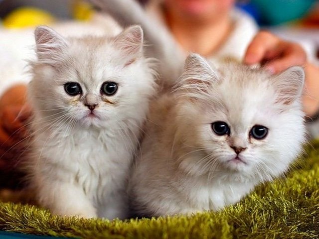 Породы кошек в Курганинске | ЗооТом портал о животных