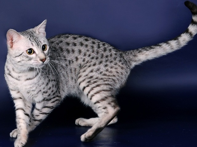 Породы кошек в Курганинске | ЗооТом портал о животных