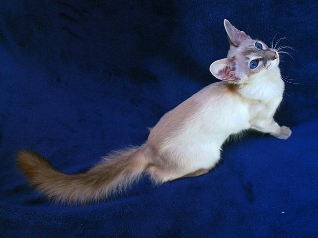 Выведенные породы кошек в Курганинске | ЗооТом портал о животных