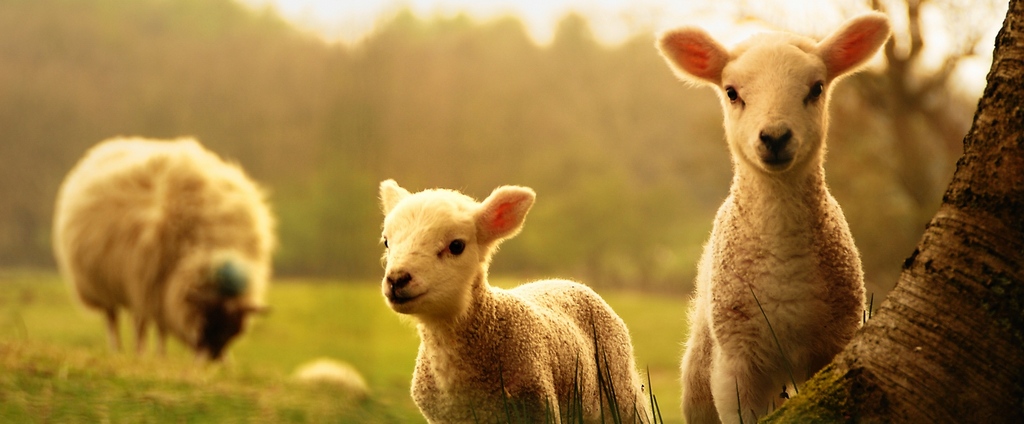 Объявления о сельскохозяйственных животных | ЗооТом - продажа, вязка и услуги для животных в Курганинске