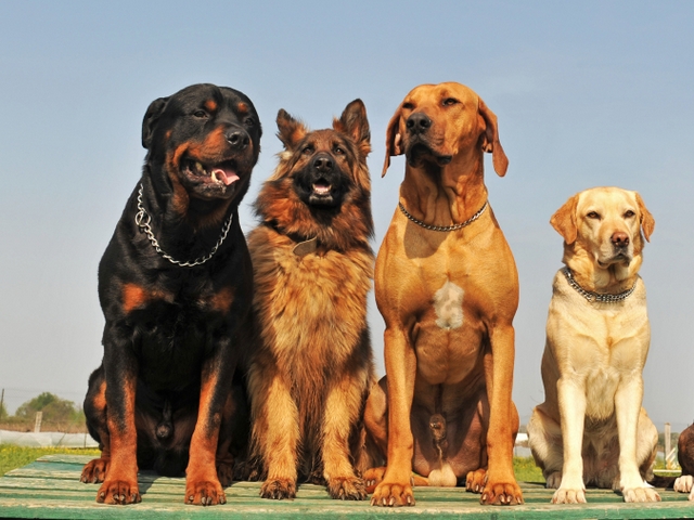 Крупные породы собак в Курганинске | ЗооТом портал о животных